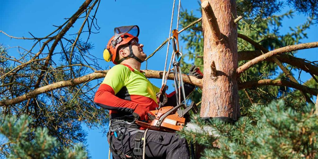 Arborist Forum