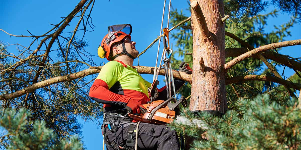 Arboriculture Forums