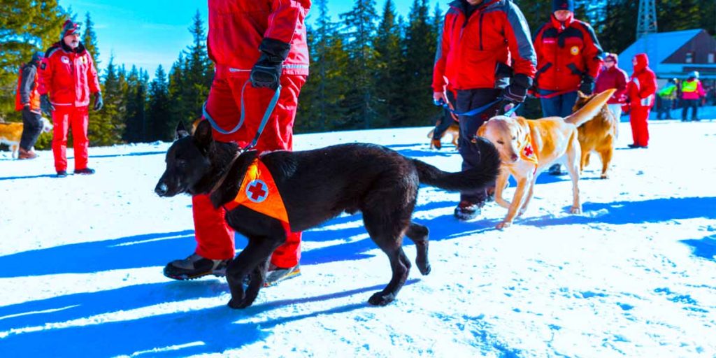 Search and Rescue Dog Forum